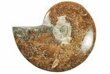 Polished Ammonite Fossil - Madagascar #199195-1
